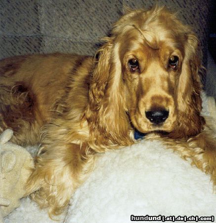 Englischer Cocker Spaniel Hunde Foto 13144 Englischer Cocker Spaniel Kira 1 Jahr alt