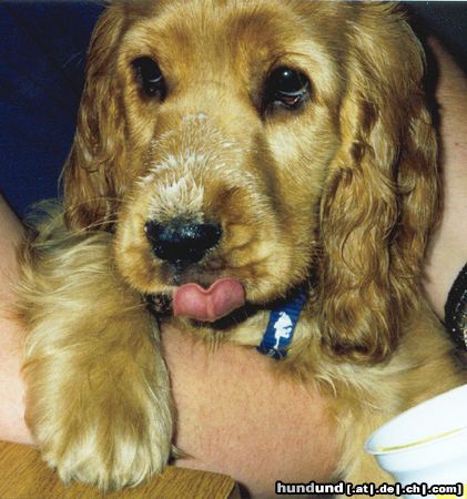 Englischer Cocker Spaniel Hunde Foto 13142 Englischer Cocker Spaniel Kira 2 Monate alt