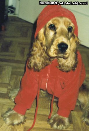Englischer Cocker Spaniel Hunde Foto 13141 Englischer Cocker Spaniel Kira 4 Monate alt