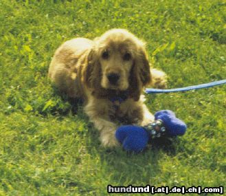 Englischer Cocker Spaniel Hunde Foto 13140 Englischer Cocker Spaniel Kira 3 Monate alt