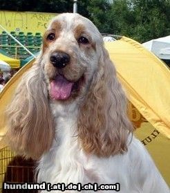 Englischer Cocker Spaniel Hunde Foto 13615 Englischer Cocker Spaniel Caminada Sterling Gold