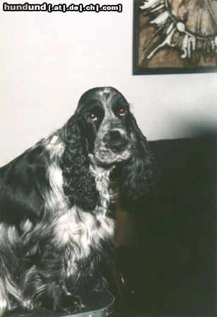 Englischer Cocker Spaniel Hunde Foto 13618 Englischer Cocker Spaniel Kundry vom Veilchenberg