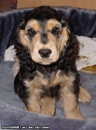 Englischer Cocker Spaniel Hunde Foto 11821 in höherer Auflösung ansehen Englischer Cocker Spaniel Linus - 3 Monate