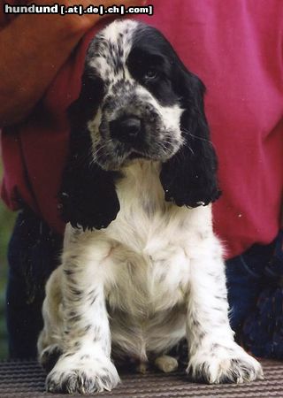 Englischer Cocker Spaniel Hunde Foto 23098 in höherer Auflösung ansehen Englischer Cocker Spaniel
