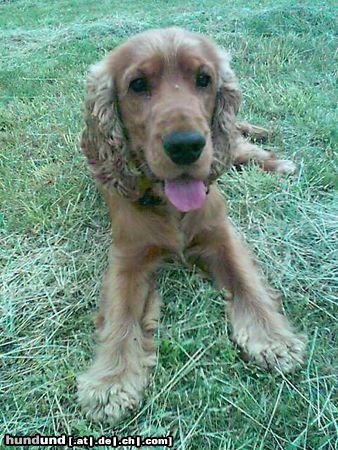 Englischer Cocker Spaniel Hunde Foto 8137 Englischer Cocker Spaniel Lui (a brave Boy vom Schloß Hellenstein)