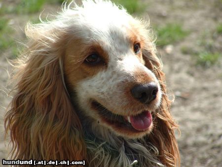 Englischer Cocker Spaniel Hunde Foto 10532 Englischer Cocker Spaniel Mr. Marlowe (Wien) 19 Monate