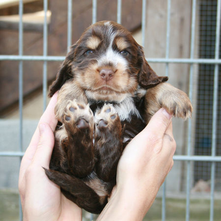 Englischer Cocker Spaniel Merlin bei der ersten Begegnung