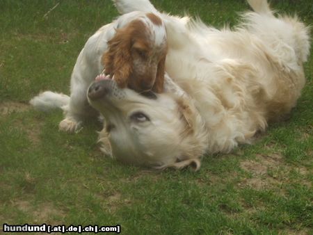 Englischer Cocker Spaniel Hunde Foto 12516 Englischer Cocker Spaniel Mundgeruch?