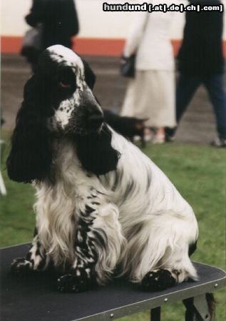 Englischer Cocker Spaniel Hunde Foto 13616 Englischer Cocker Spaniel Persephone vom Kohlerwald