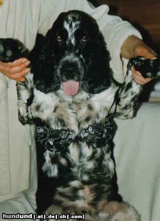 Englischer Cocker Spaniel Hunde Foto 9328 Englischer Cocker Spaniel bin ich schön?