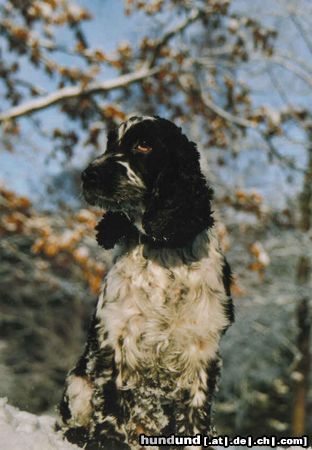 Englischer Cocker Spaniel Hunde Foto 10392 Englischer Cocker Spaniel