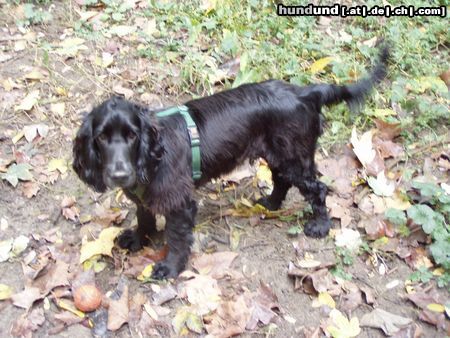 Englischer Cocker Spaniel Hunde Foto 24056 in höherer Auflösung ansehen Englischer Cocker Spaniel Perro