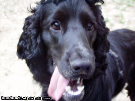 Englischer Cocker Spaniel Hunde Foto 24007 in höherer Auflösung ansehen Englischer Cocker Spaniel Perro