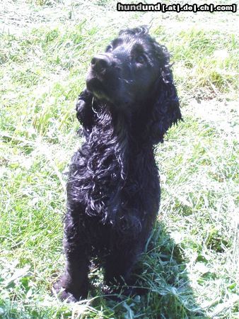 Englischer Cocker Spaniel Hunde Foto 25022 in höherer Auflösung ansehen Englischer Cocker Spaniel Wo bleibt das Leckerlie???