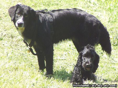 Englischer Cocker Spaniel Hunde Foto 25021 in höherer Auflösung ansehen Englischer Cocker Spaniel Oh, wir werden fotografiert!