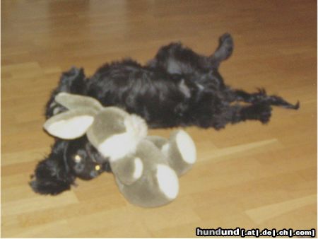 Englischer Cocker Spaniel Hunde Foto 24060 in höherer Auflösung ansehen Englischer Cocker Spaniel Perro
