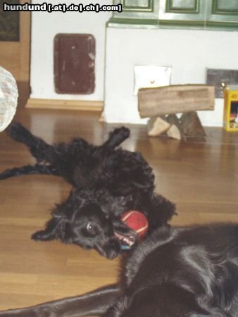Englischer Cocker Spaniel Hunde Foto 24059 in höherer Auflösung ansehen Englischer Cocker Spaniel Perro