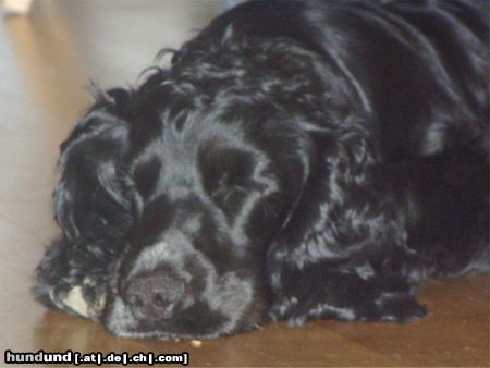 Englischer Cocker Spaniel Hunde Foto 24112 in höherer Auflösung ansehen Englischer Cocker Spaniel Perro