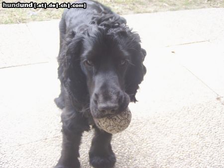 Englischer Cocker Spaniel Hunde Foto 24062 in höherer Auflösung ansehen Englischer Cocker Spaniel Perro mit Ball