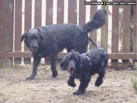 Englischer Cocker Spaniel Hunde Foto 24008 in höherer Auflösung ansehen Englischer Cocker Spaniel Perro und Mandy