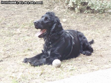Englischer Cocker Spaniel Hunde Foto 24061 in höherer Auflösung ansehen Englischer Cocker Spaniel Perro