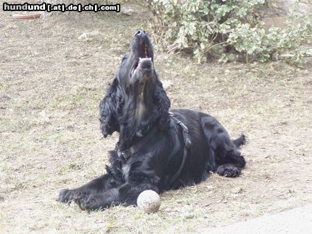 Englischer Cocker Spaniel Hunde Foto 24011 in höherer Auflösung ansehen Englischer Cocker Spaniel Perro
