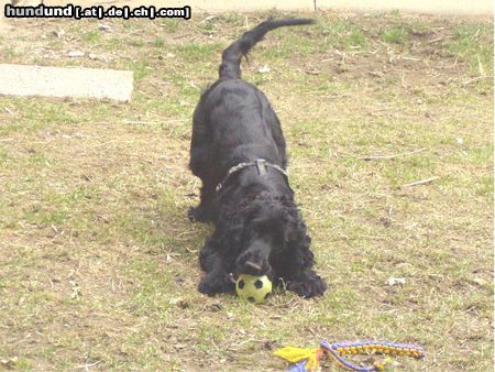 Englischer Cocker Spaniel Hunde Foto 24111 in höherer Auflösung ansehen Englischer Cocker Spaniel Perro