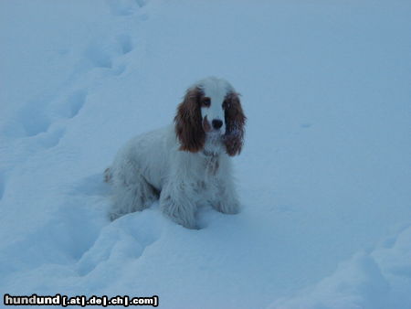 Englischer Cocker Spaniel Hunde Foto 25127 in höherer Auflösung ansehen Englischer Cocker Spaniel Bandit