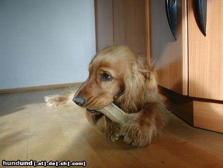 Englischer Cocker Spaniel Hunde Foto 22824 in höherer Auflösung ansehen Englischer Cocker Spaniel Lou, 12 Monate