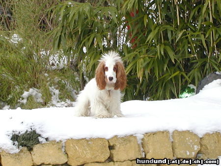 Englischer Cocker Spaniel Hunde Foto 25107 in höherer Auflösung ansehen Englischer Cocker Spaniel Das ist unser Bandit! Wie man sieht mag er den Schnee besonders gerne!