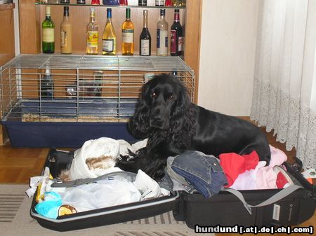 Englischer Cocker Spaniel Hunde Foto 20219 in höherer Auflösung ansehen Englischer Cocker Spaniel Diego