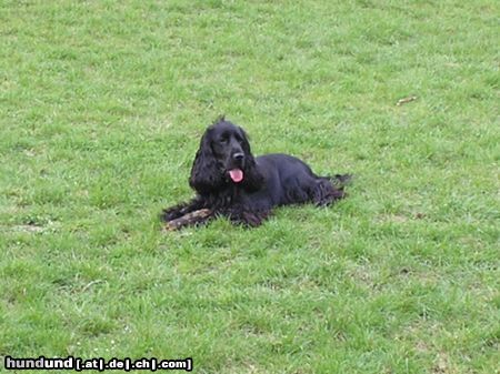 Englischer Cocker Spaniel Hunde Foto 20216 in höherer Auflösung ansehen Englischer Cocker Spaniel Diego