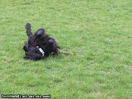 Englischer Cocker Spaniel Hunde Foto 20215 in höherer Auflösung ansehen Englischer Cocker Spaniel Diego