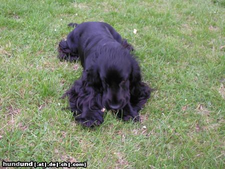 Englischer Cocker Spaniel Hunde Foto 20220 in höherer Auflösung ansehen Englischer Cocker Spaniel Diego