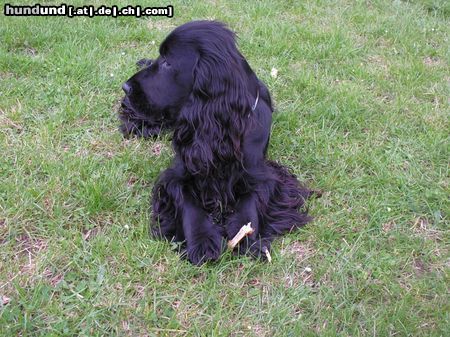 Englischer Cocker Spaniel Hunde Foto 20214 in höherer Auflösung ansehen Englischer Cocker Spaniel Diego