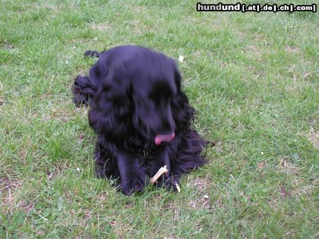 Englischer Cocker Spaniel Hunde Foto 20213 in höherer Auflösung ansehen Englischer Cocker Spaniel Diego