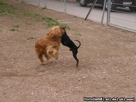 Englischer Cocker Spaniel Hunde Foto 21126 in höherer Auflösung ansehen Englischer Cocker Spaniel dog-dancing