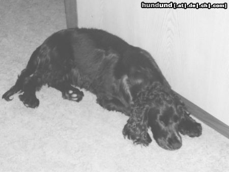 Englischer Cocker Spaniel Hunde Foto 25026 Englischer Cocker Spaniel Nach einem anstrengenden Tag...