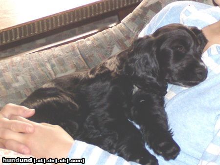 Englischer Cocker Spaniel Hunde Foto 24076 Englischer Cocker Spaniel Beim Frauerl ist es am Feinsten