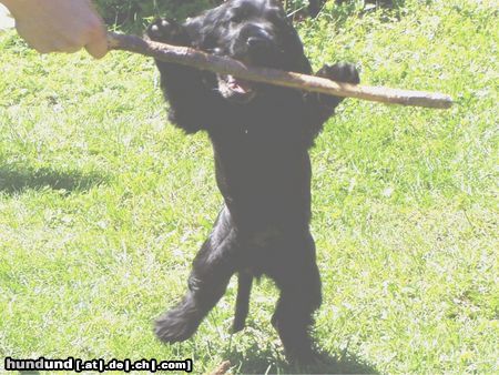 Englischer Cocker Spaniel Hunde Foto 24106 in höherer Auflösung ansehen Englischer Cocker Spaniel Mir gehörts!
