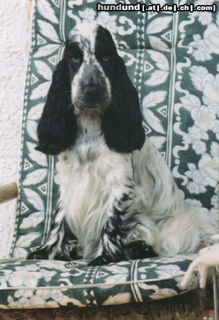 Englischer Cocker Spaniel Hunde Foto 13620 Englischer Cocker Spaniel Olinka