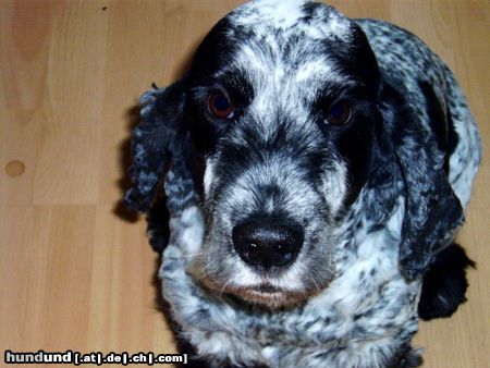 Englischer Cocker Spaniel Hunde Foto 8447 Englischer Cocker Spaniel Eiko, mein bester Freund