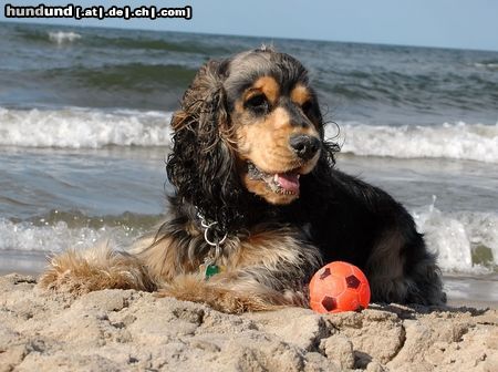 Englischer Cocker Spaniel Hunde Foto 13651 Englischer Cocker Spaniel kurze Pause