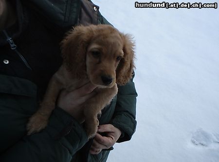 Englischer Cocker Spaniel Brrrr.ist das kalt