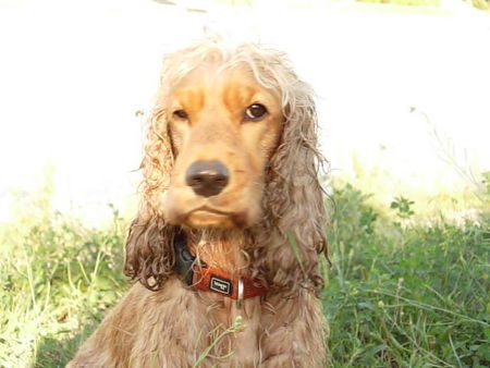 Englischer Cocker Spaniel Trudi