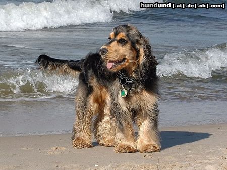 Englischer Cocker Spaniel Hunde Foto 13650 Englischer Cocker Spaniel Strandgang