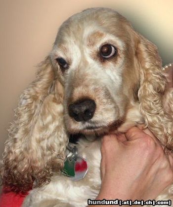 Englischer Cocker Spaniel Hunde Foto 23842 Englischer Cocker Spaniel Orangeschimmel Hündin