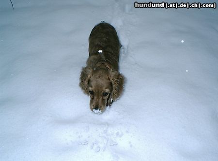 Englischer Cocker Spaniel Hunde Foto 8658 Englischer Cocker Spaniel Mein erster Schnee