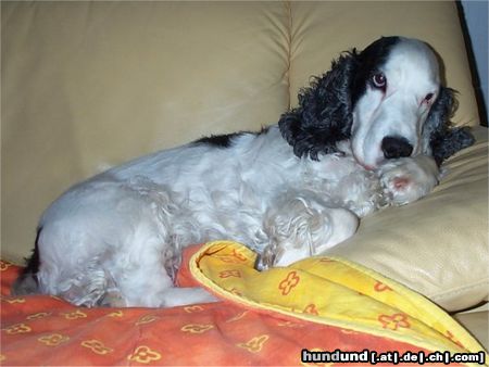 Englischer Cocker Spaniel Werner 2004