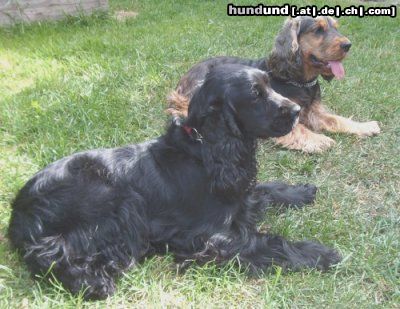 Englischer Cocker Spaniel Hunde Foto 4926 Englischer Cocker Spaniel Afra & Tiffy